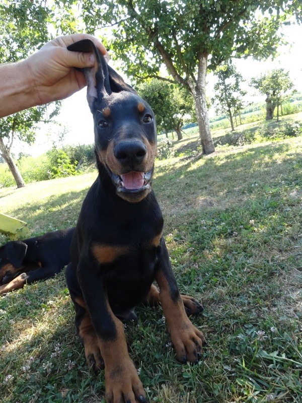 Doberman tenci